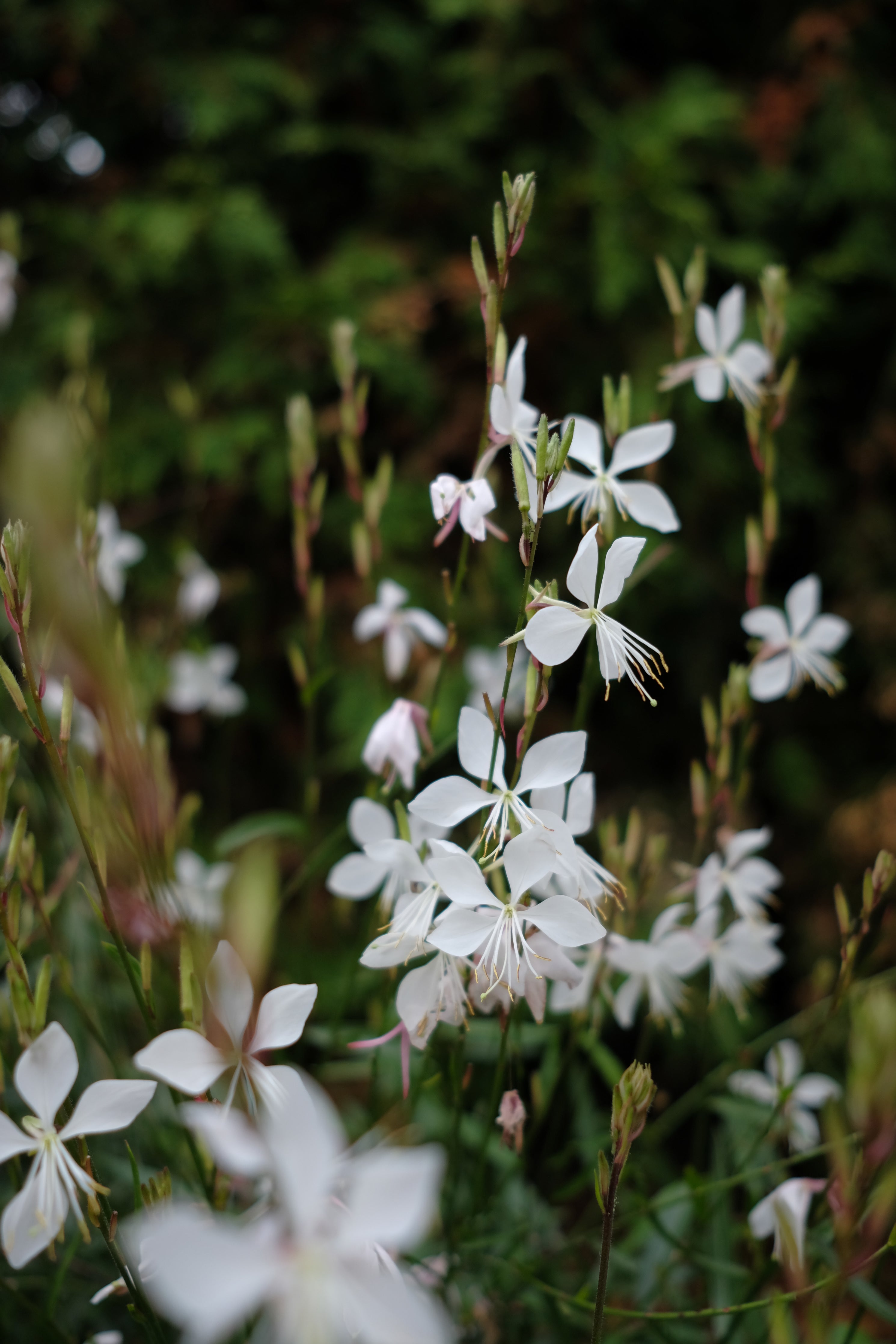 Fall lawn & garden maintenance: A how-to guide from a professional Landscape Designer