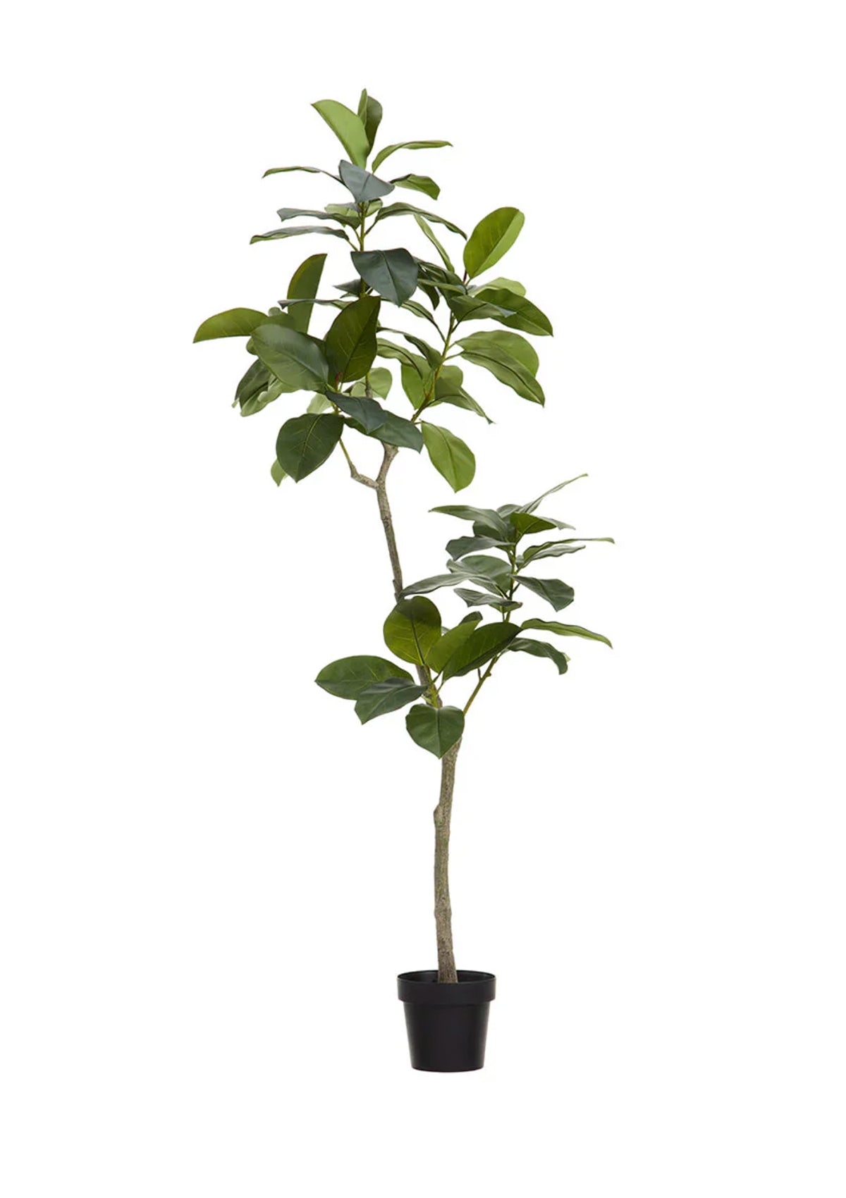 6' Ficus Altissima Tree