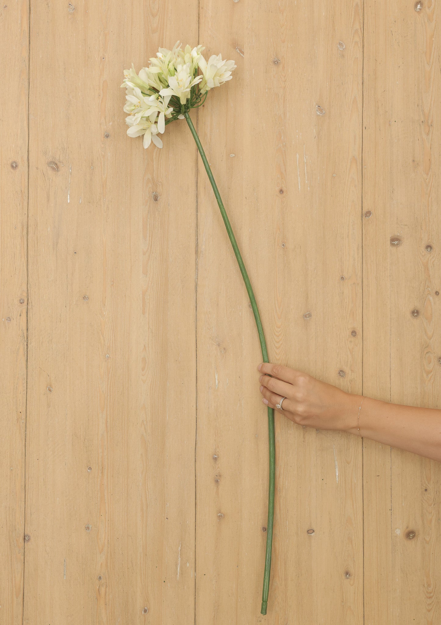 35" Agapanthus Spray