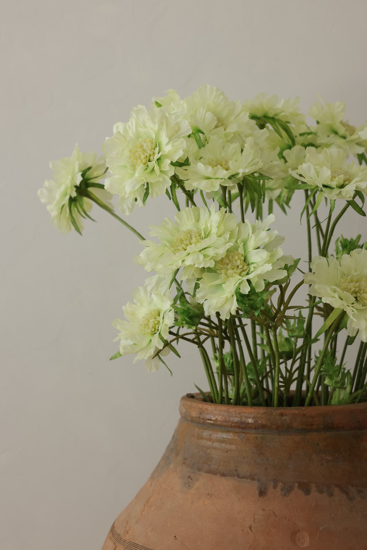 Cream Scabiosa Flower