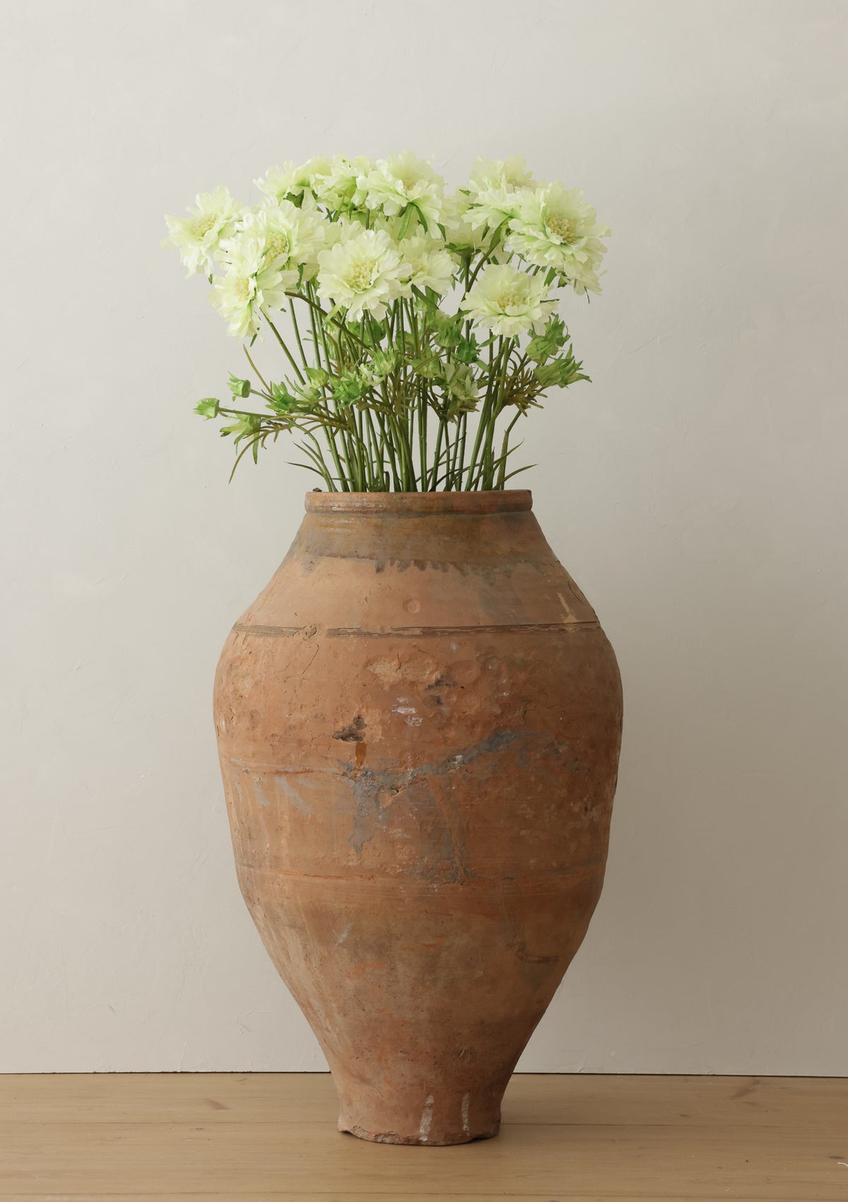 Cream Scabiosa Flower