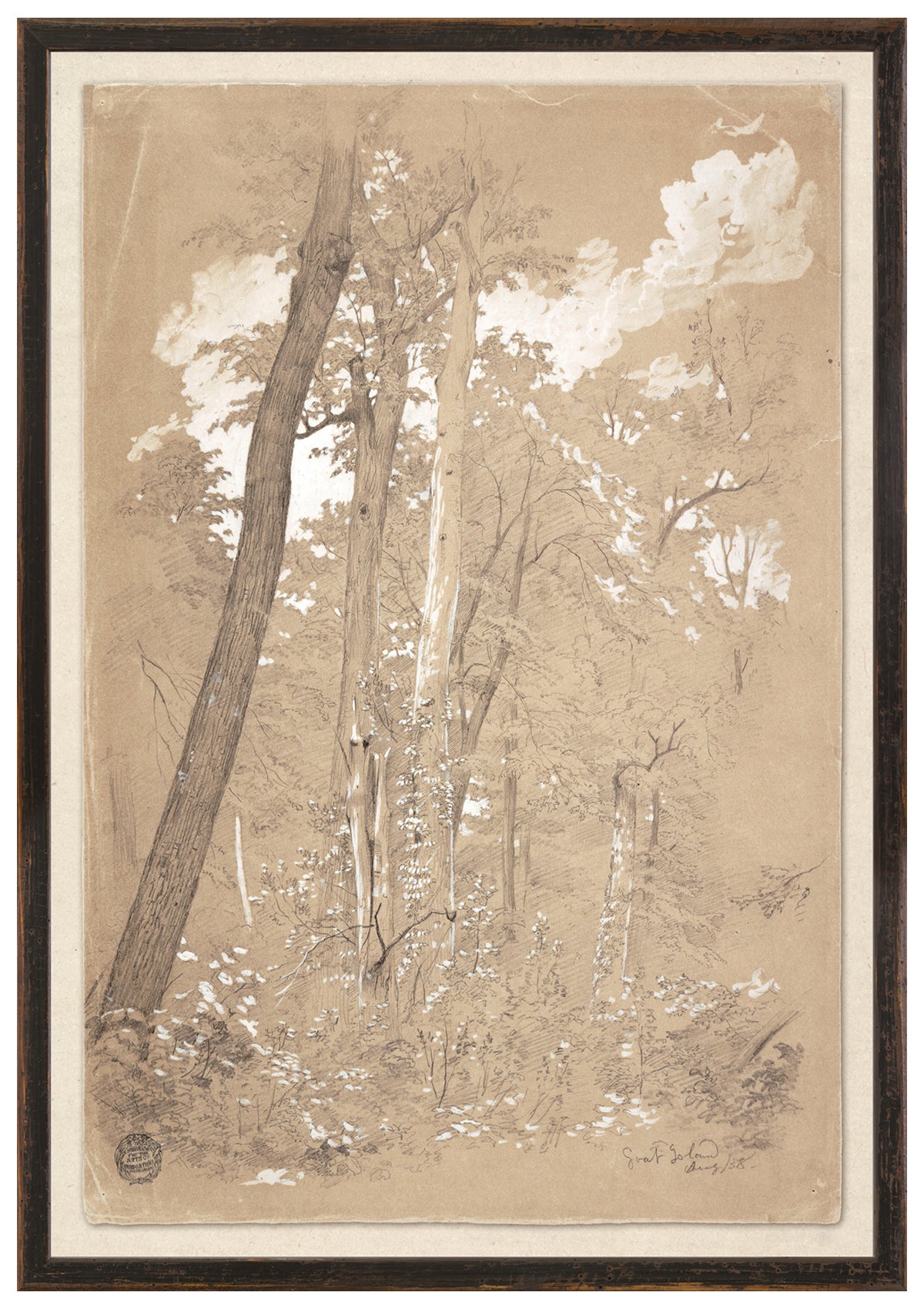 Chestnut Tree Sketch