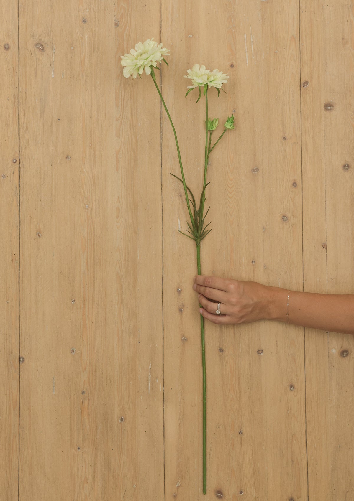 Cream Scabiosa Flower