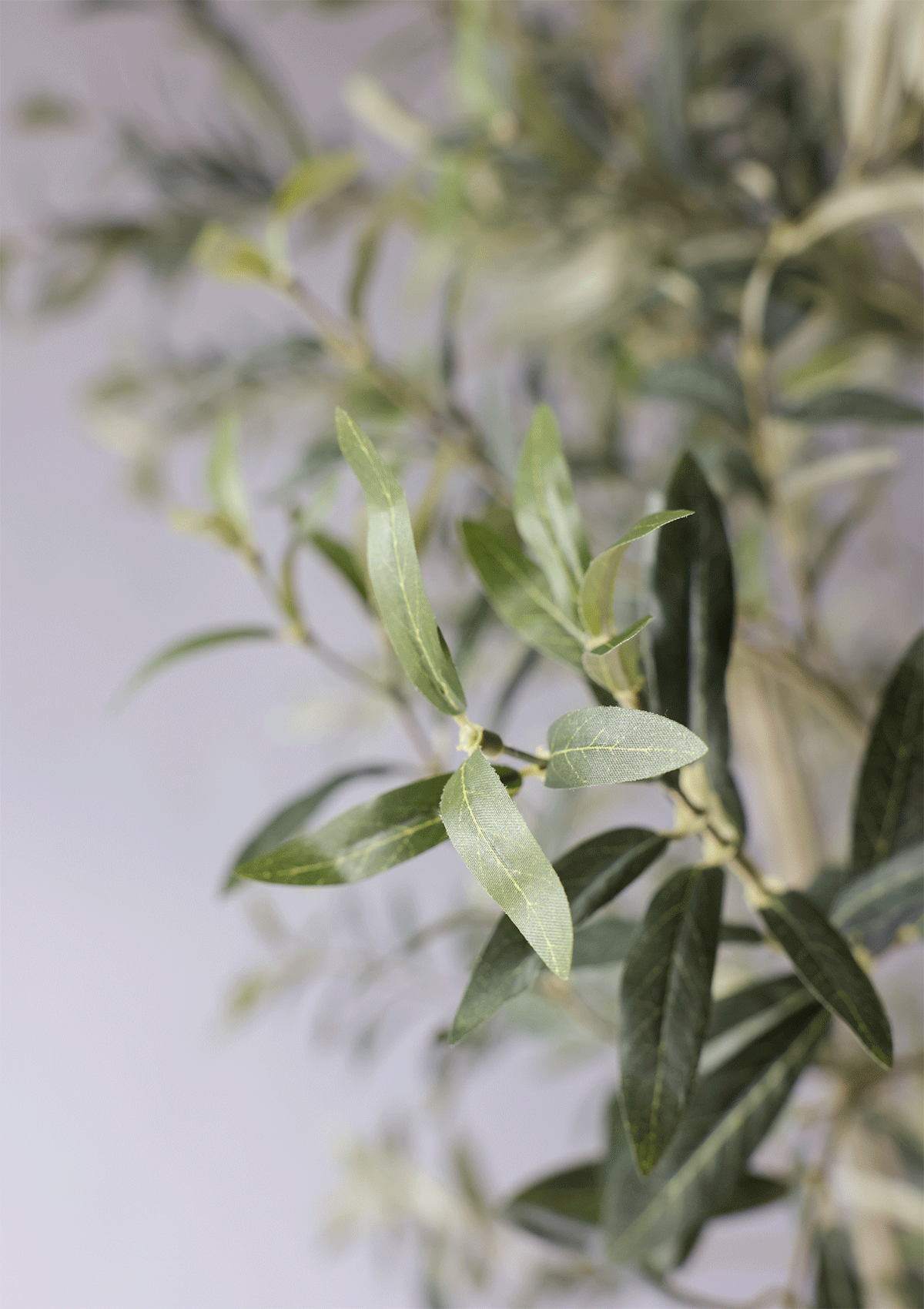 Olive Tree