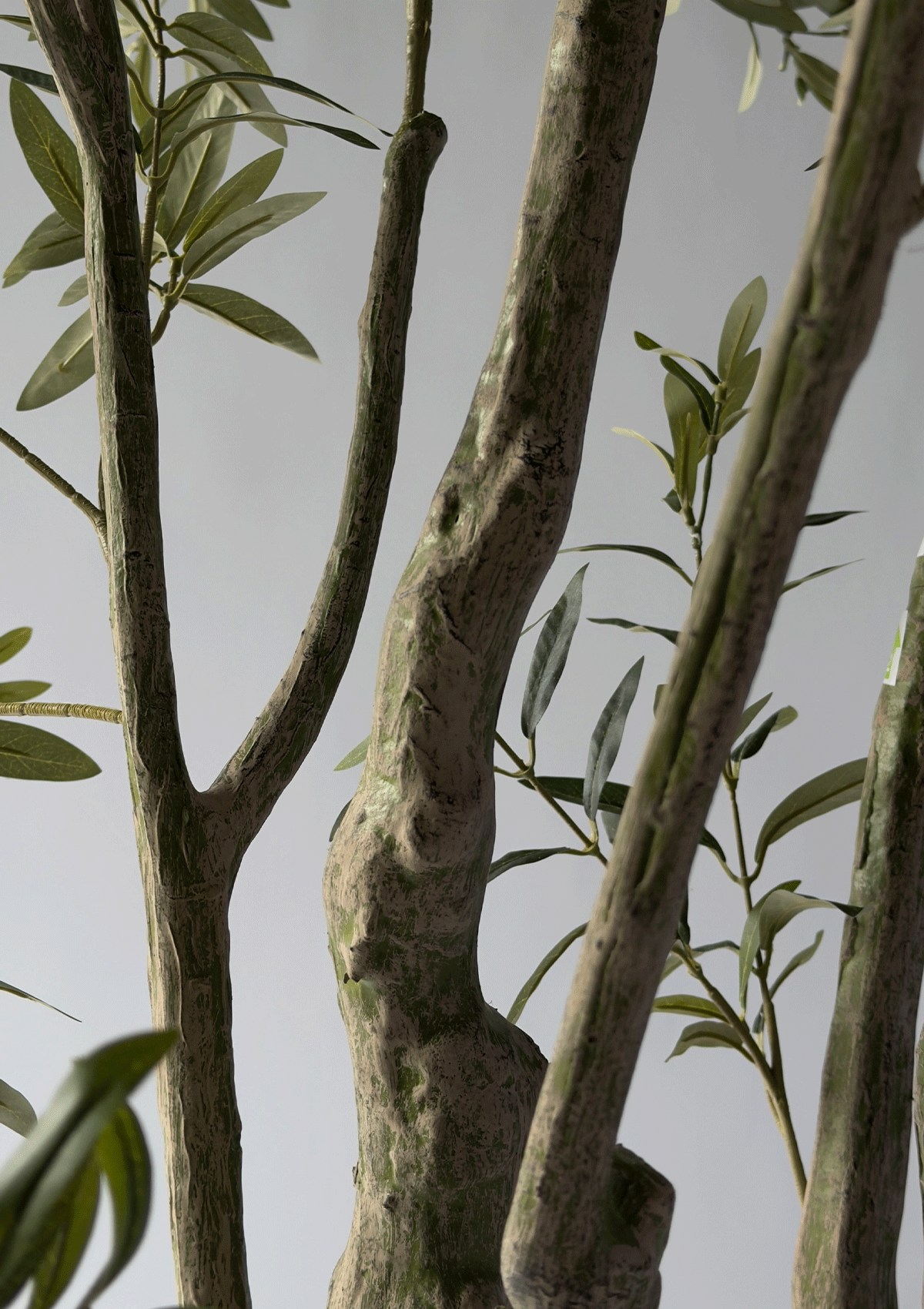 Olive Tree