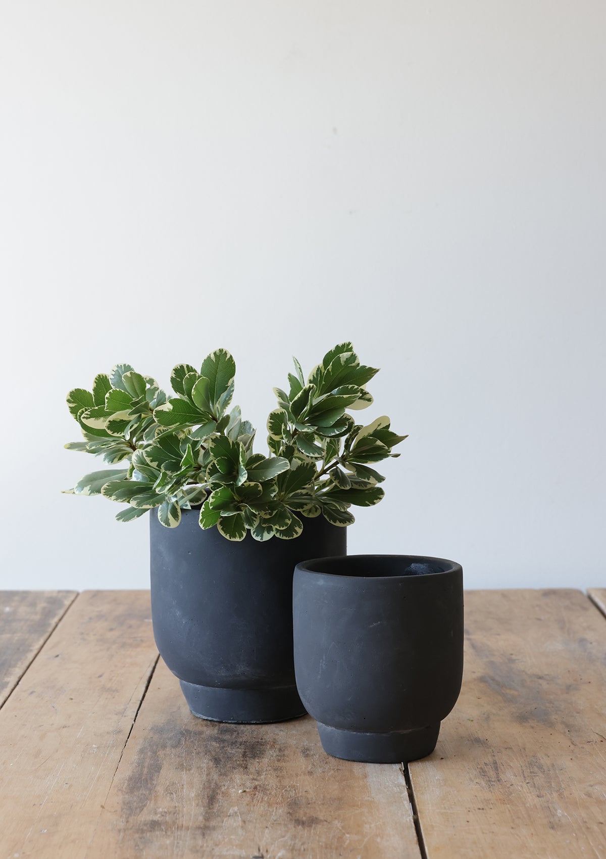 Jetta Cement Pot