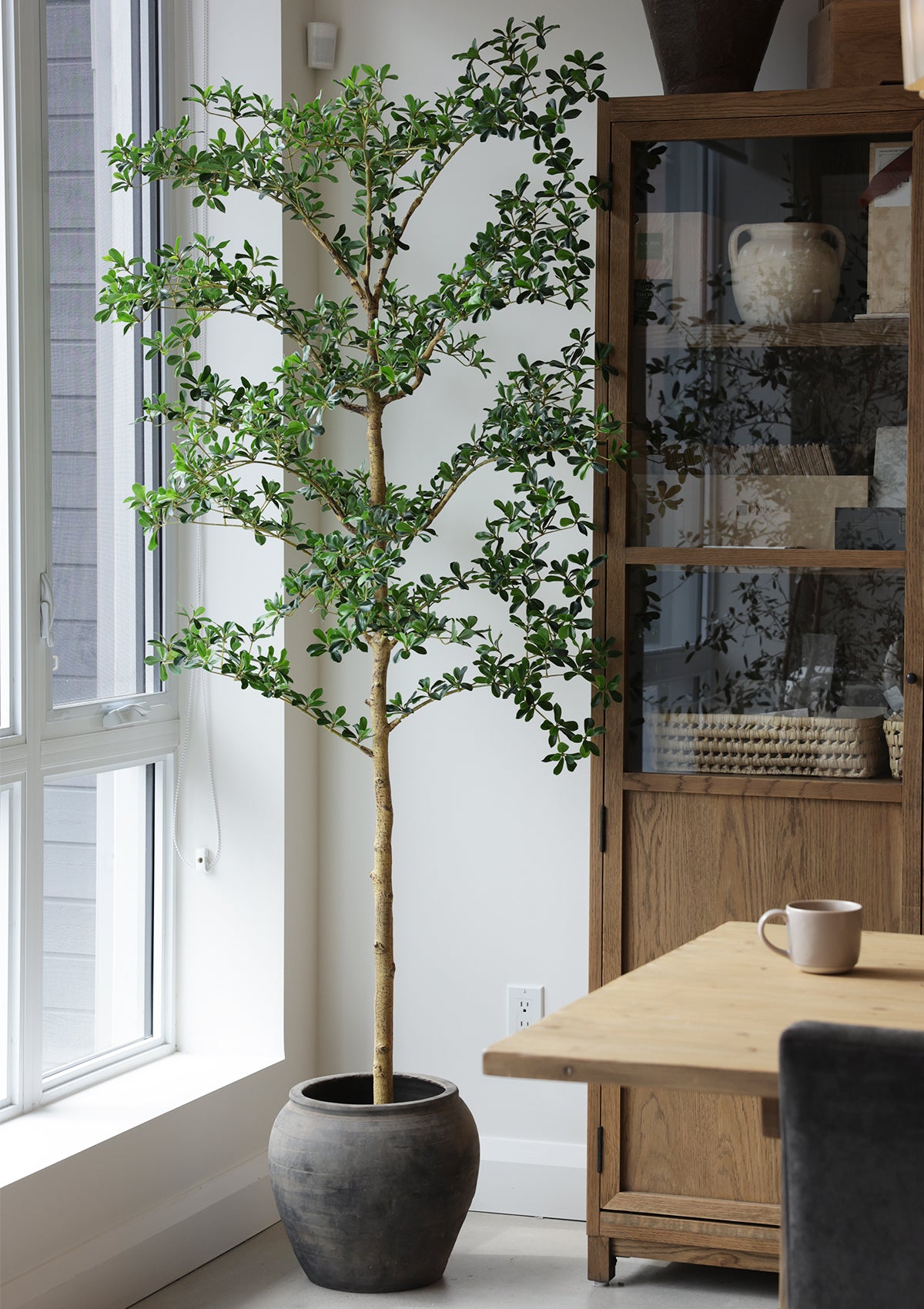 shady lady indoor plant Shady Lady Tree 8'