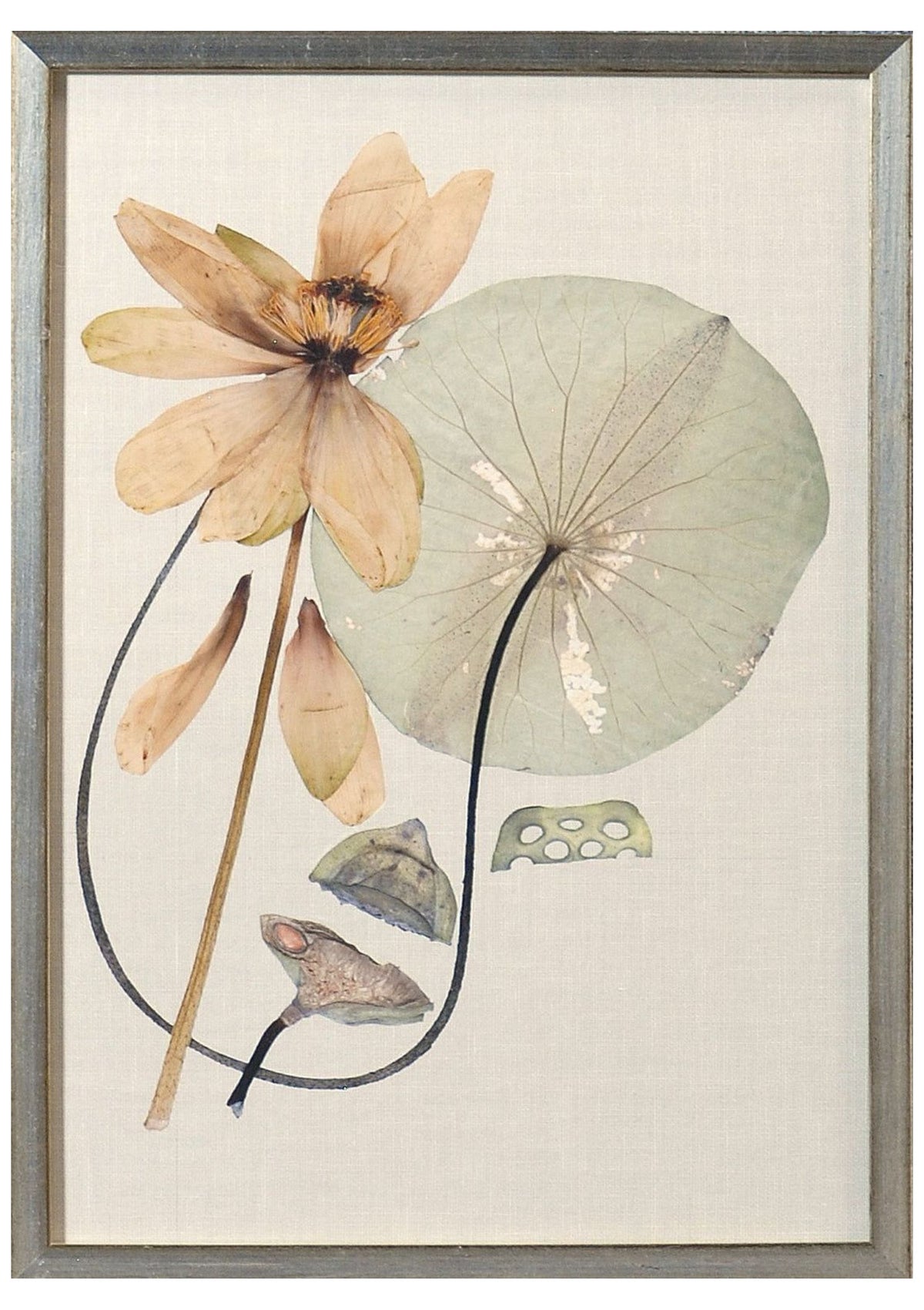 Herbarium Pressings VI