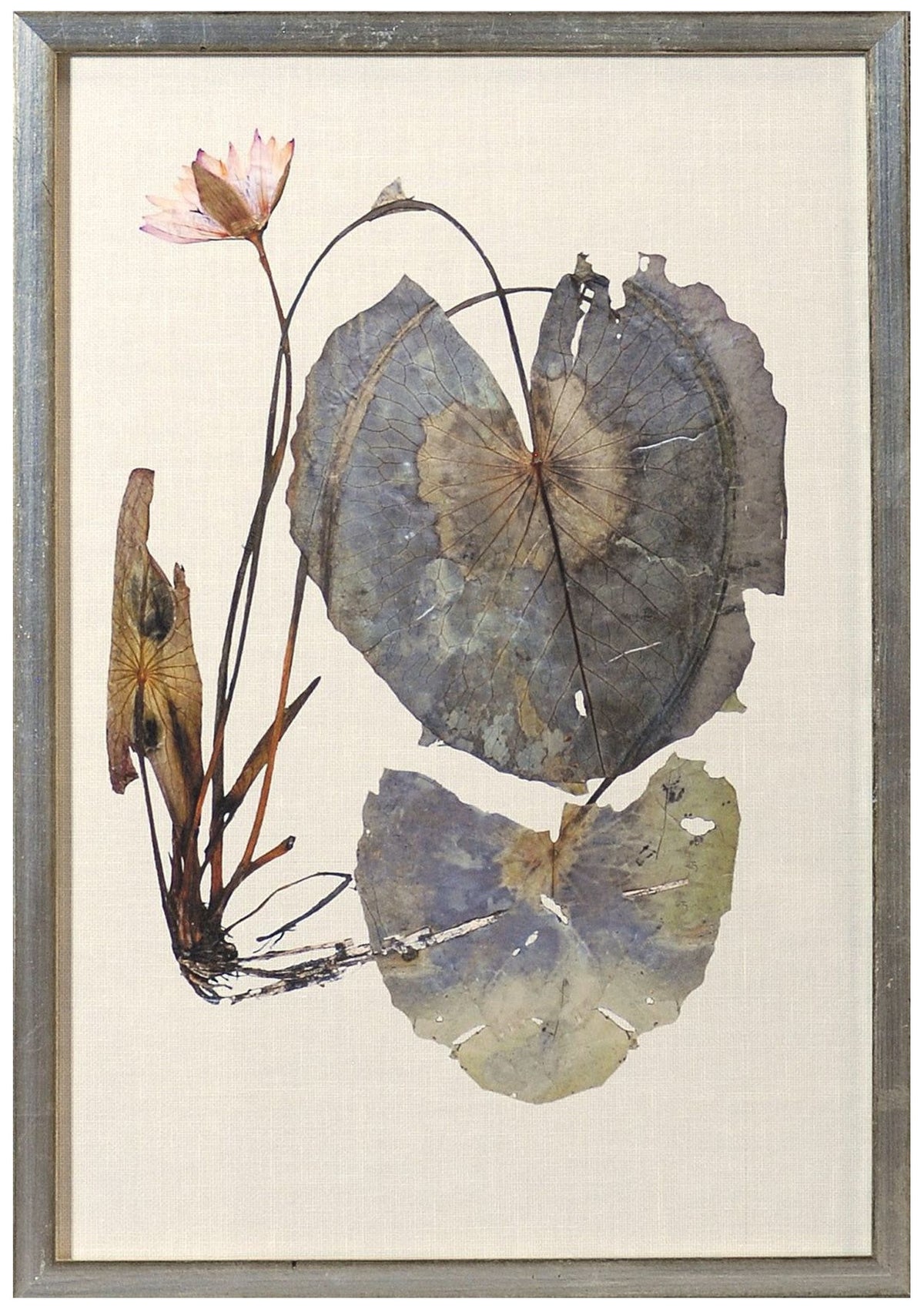 Herbarium Pressings VII