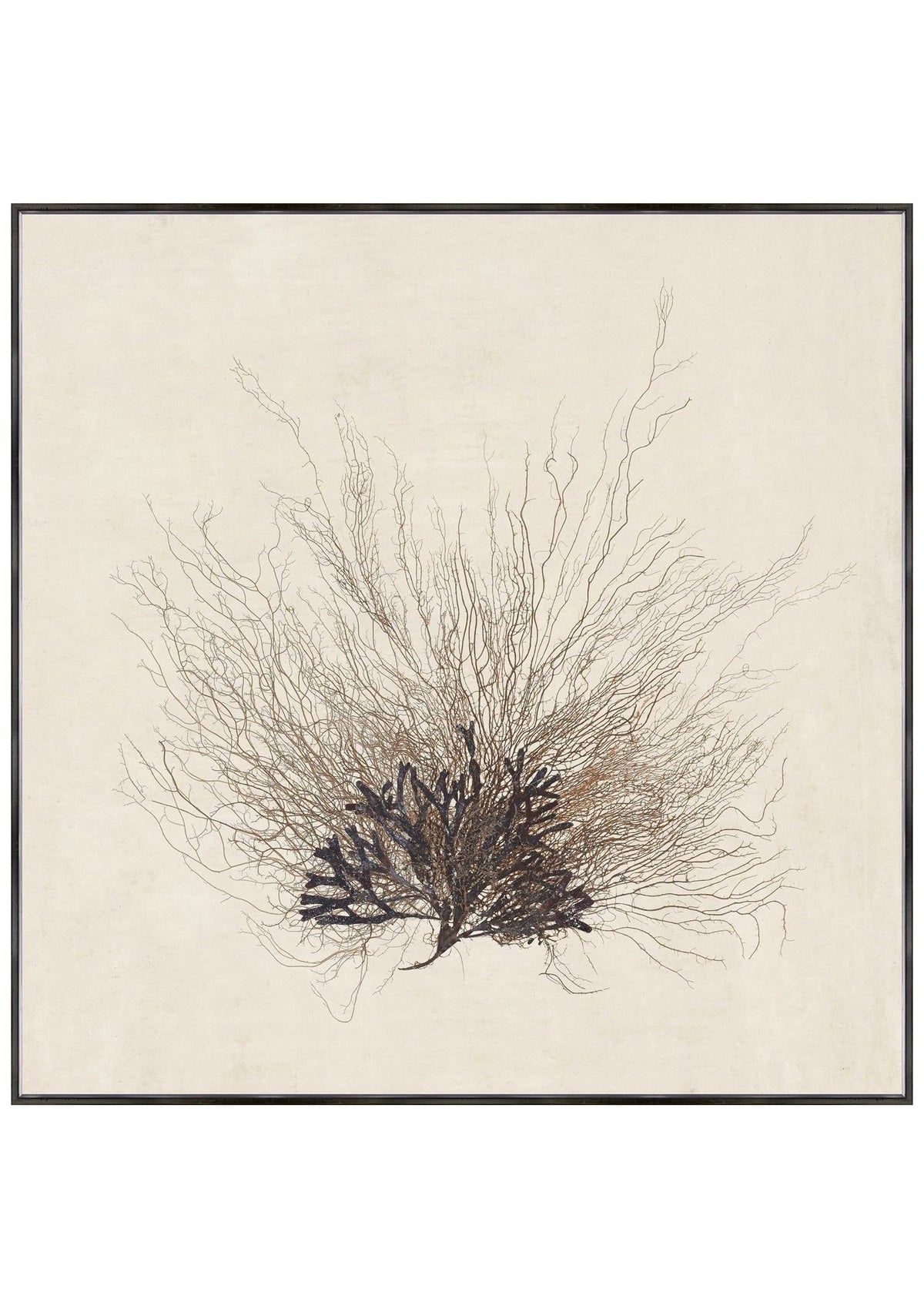 Sea Fan