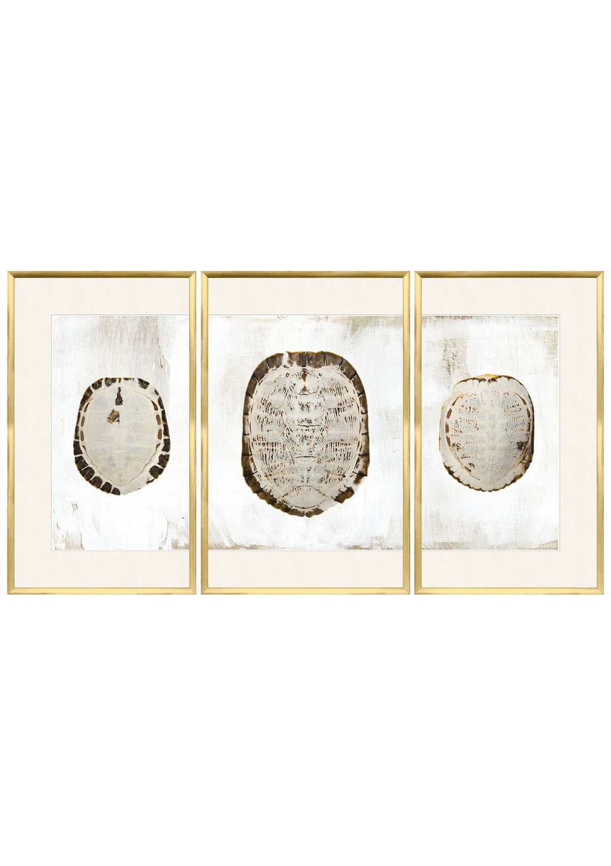 Sun Bleached Shell – Triptych