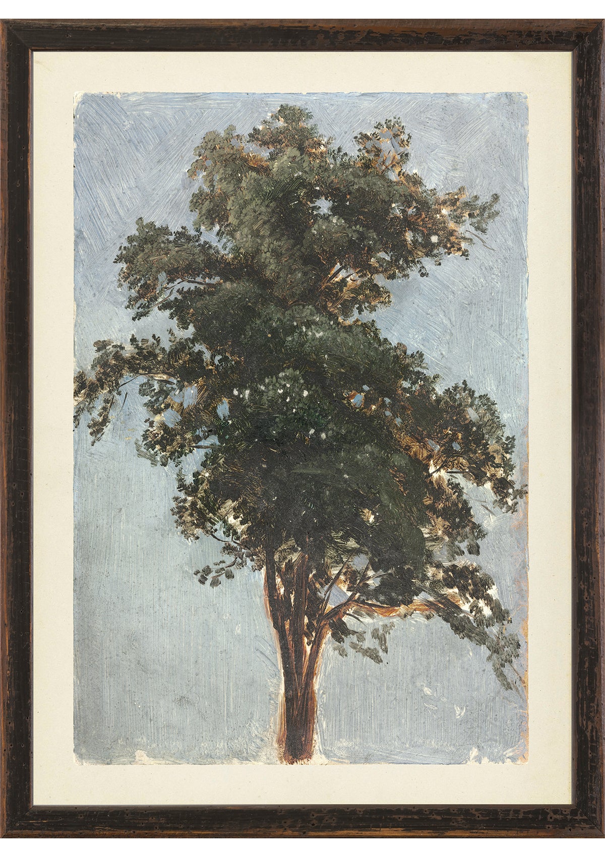 Sassafras Vintage Tree