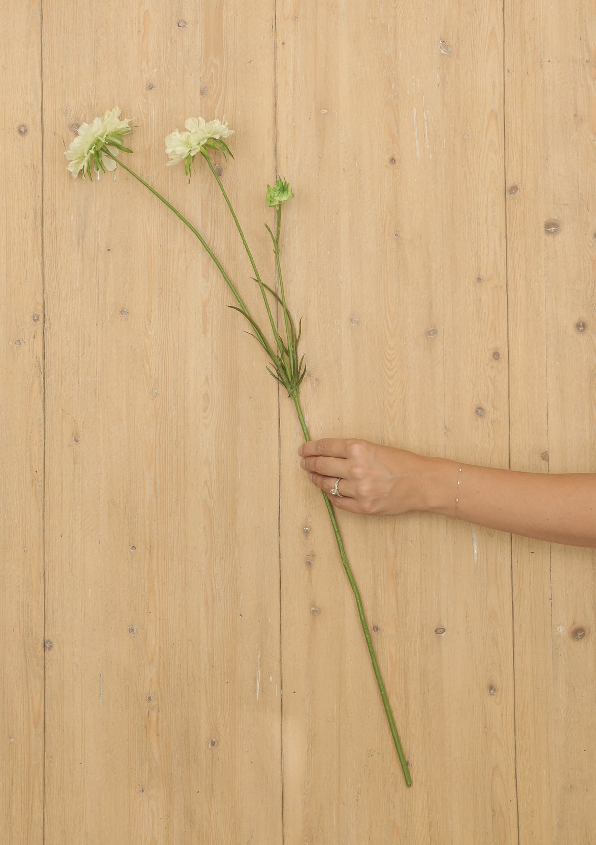 Cream Scabiosa Flower