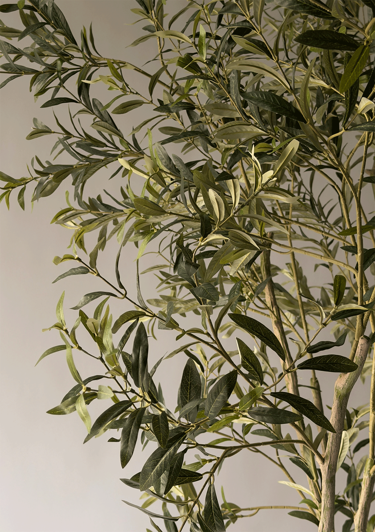 Olive Tree