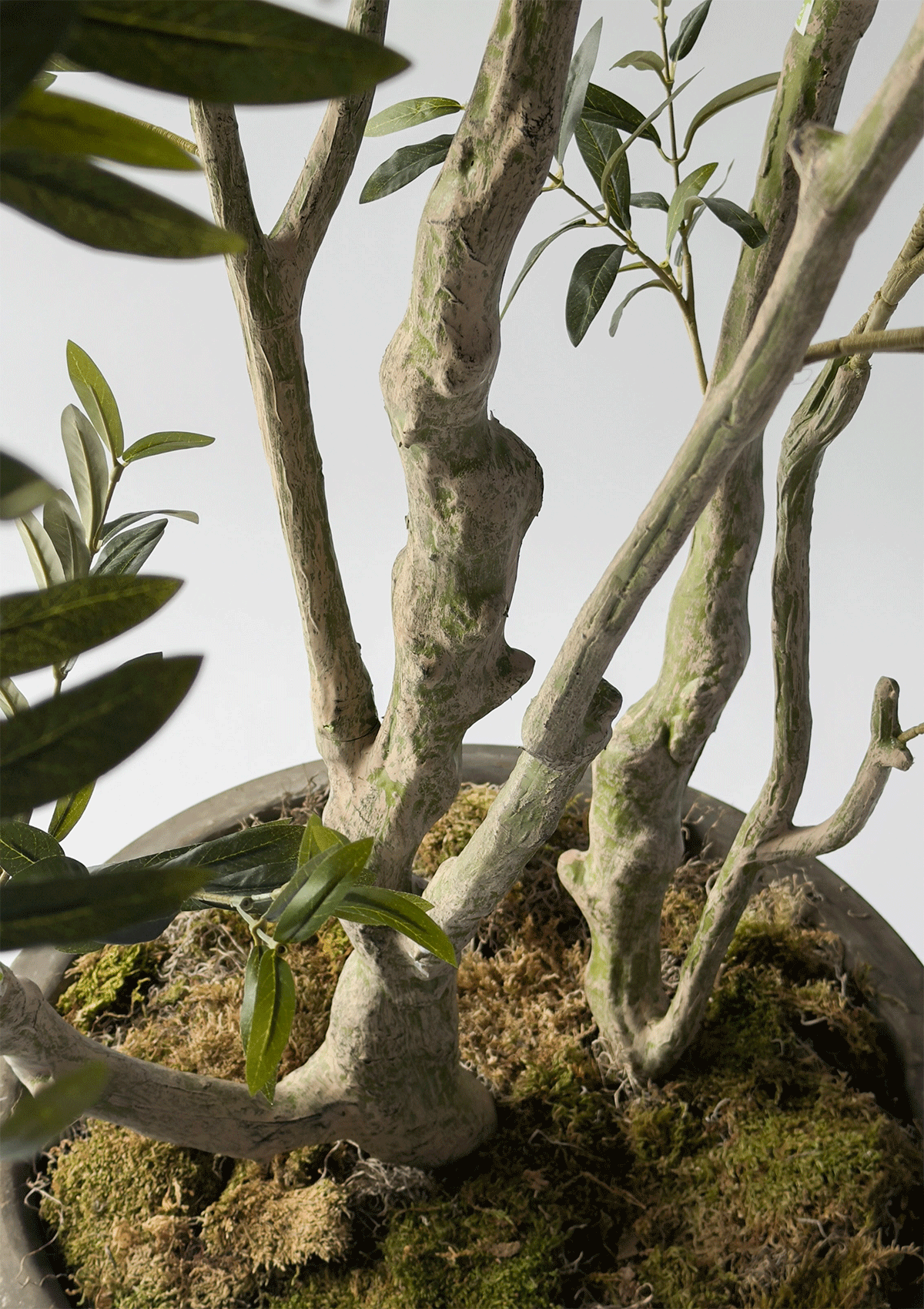 Olive Tree