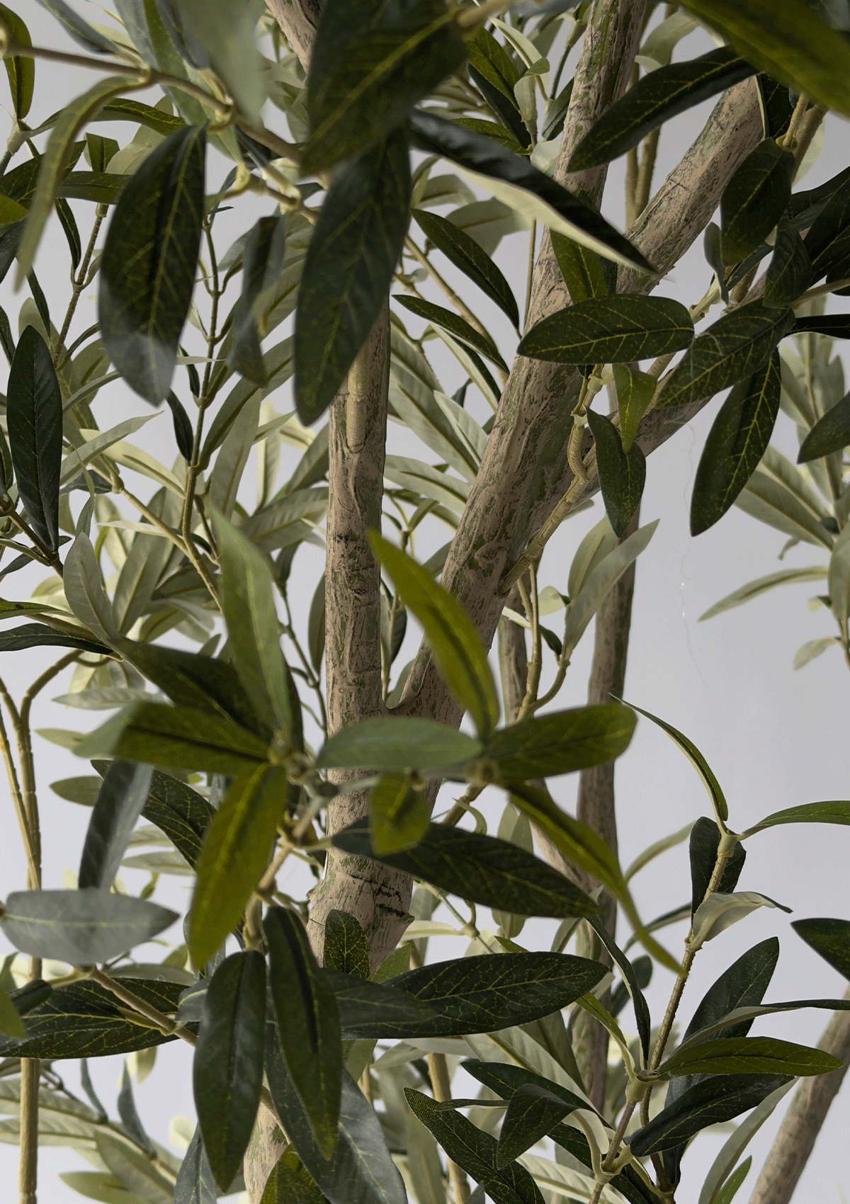 Olive Tree