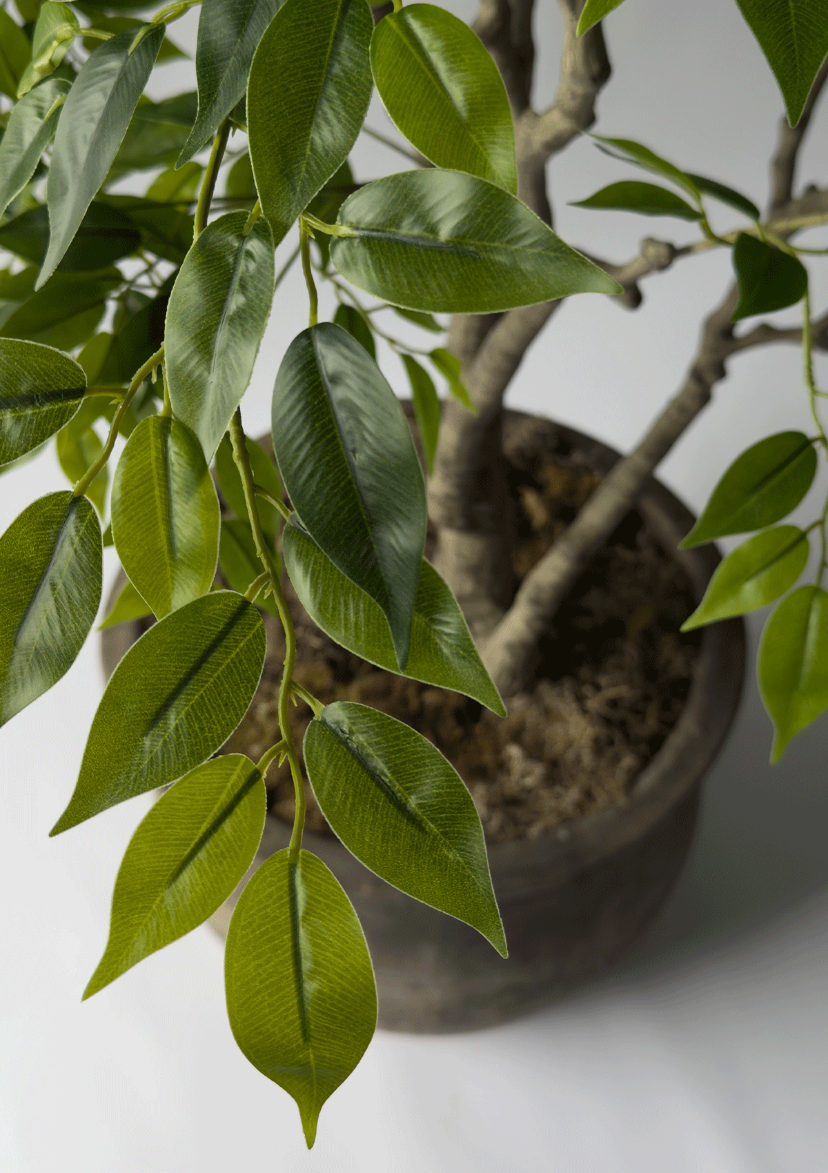 Ficus Tree