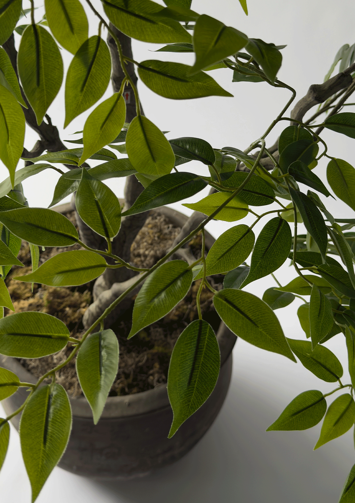 Ficus Tree
