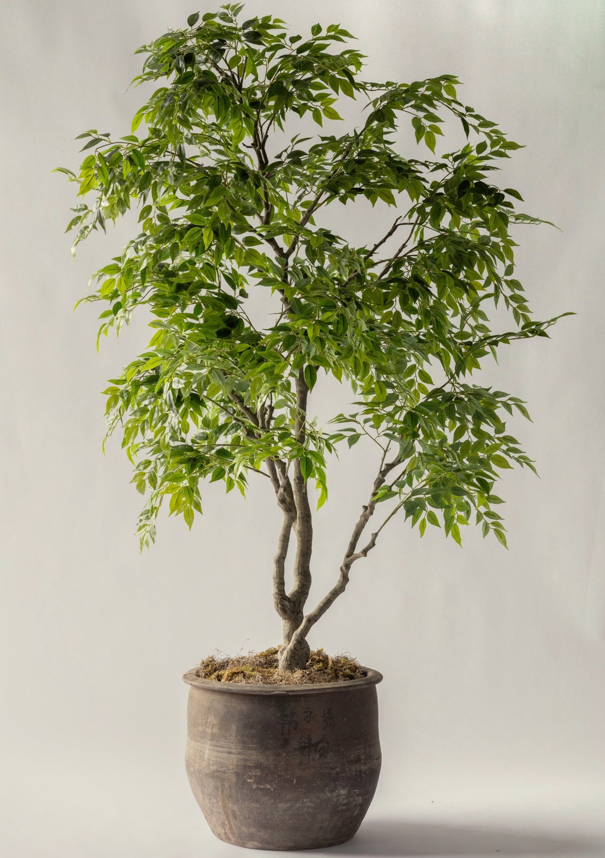 Ficus Tree