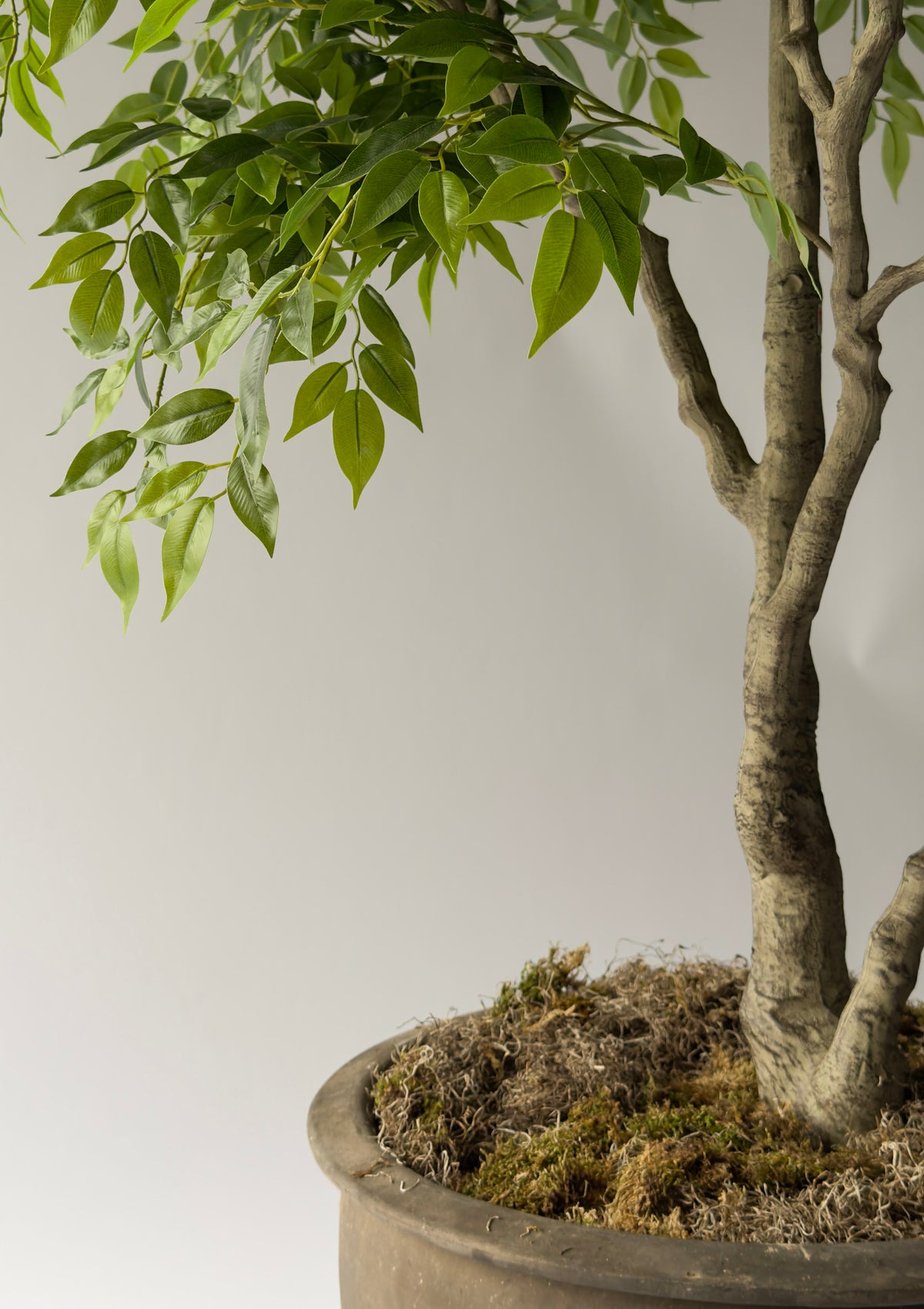 Ficus Tree
