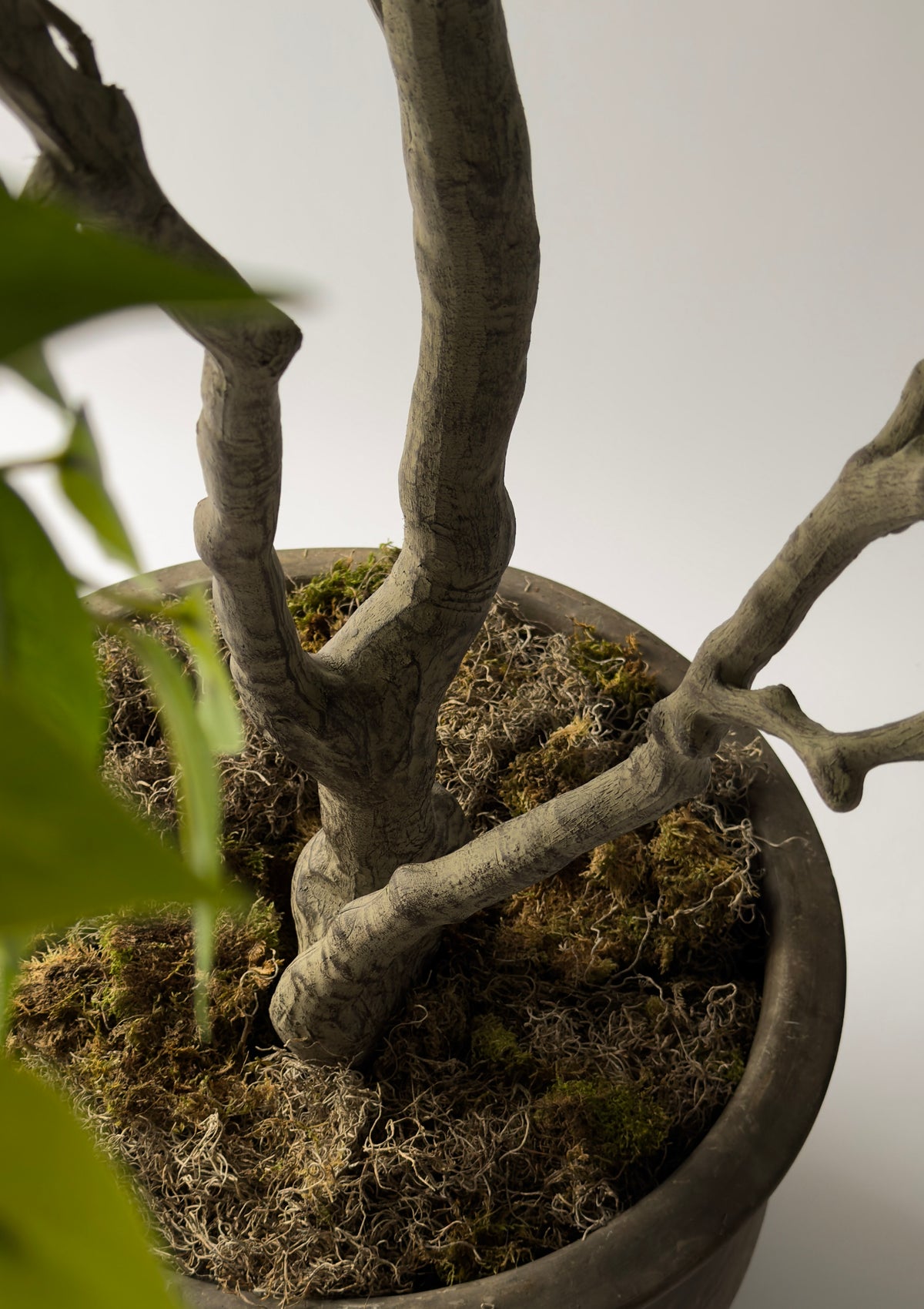 Ficus Tree
