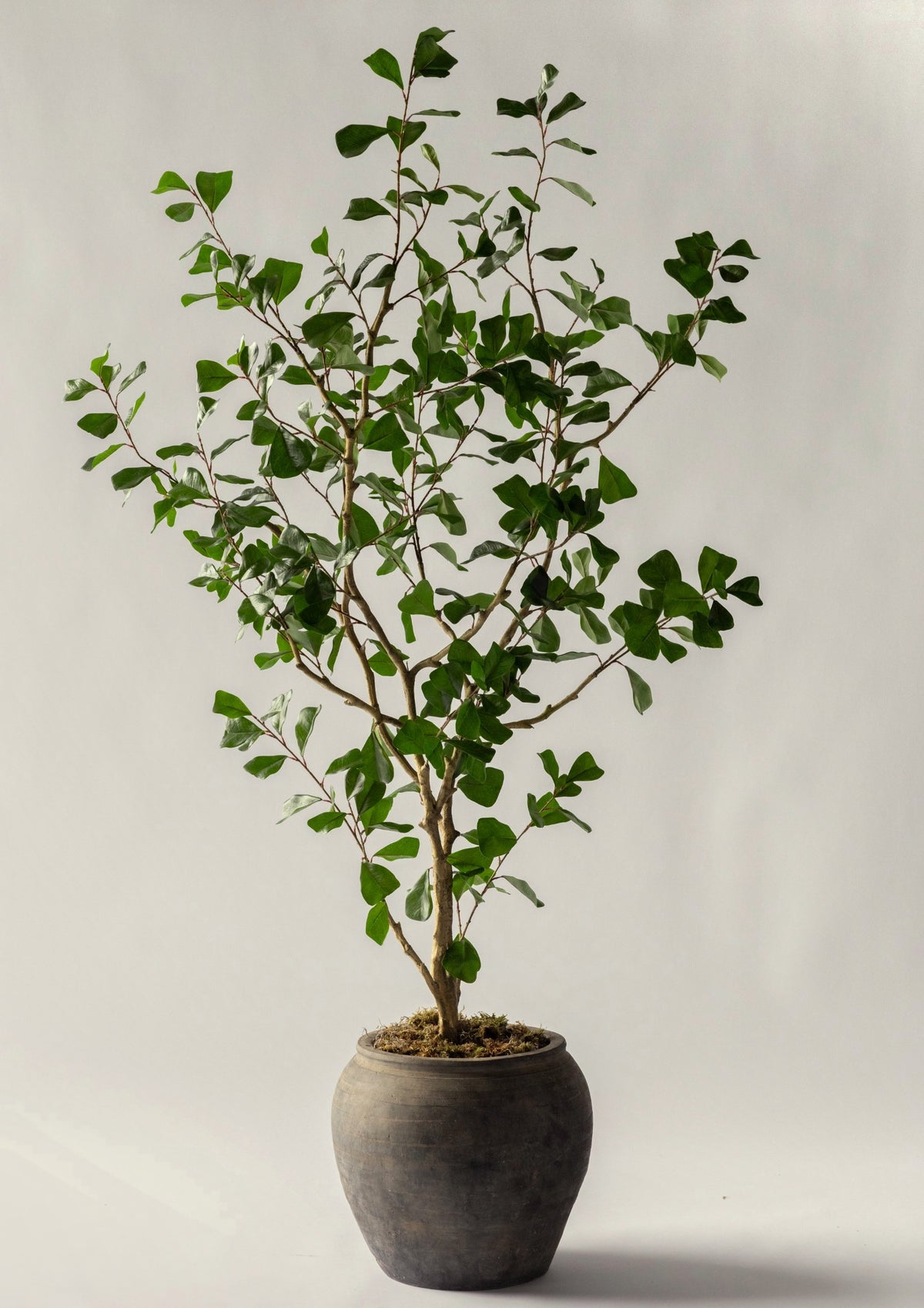 Triangle Fig Tree