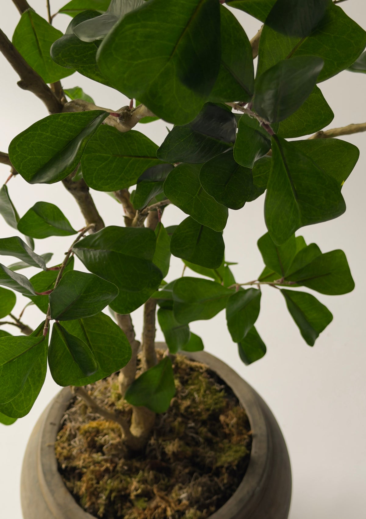 Triangle Fig Tree