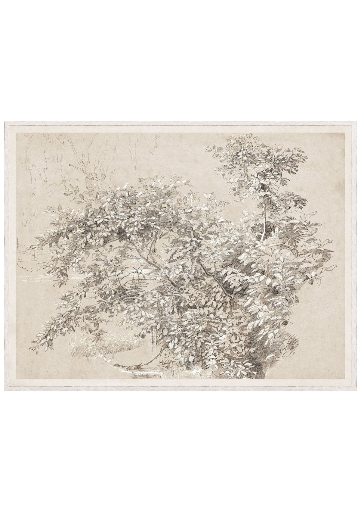 Graphite & Gouache Study C. 1890 – Large