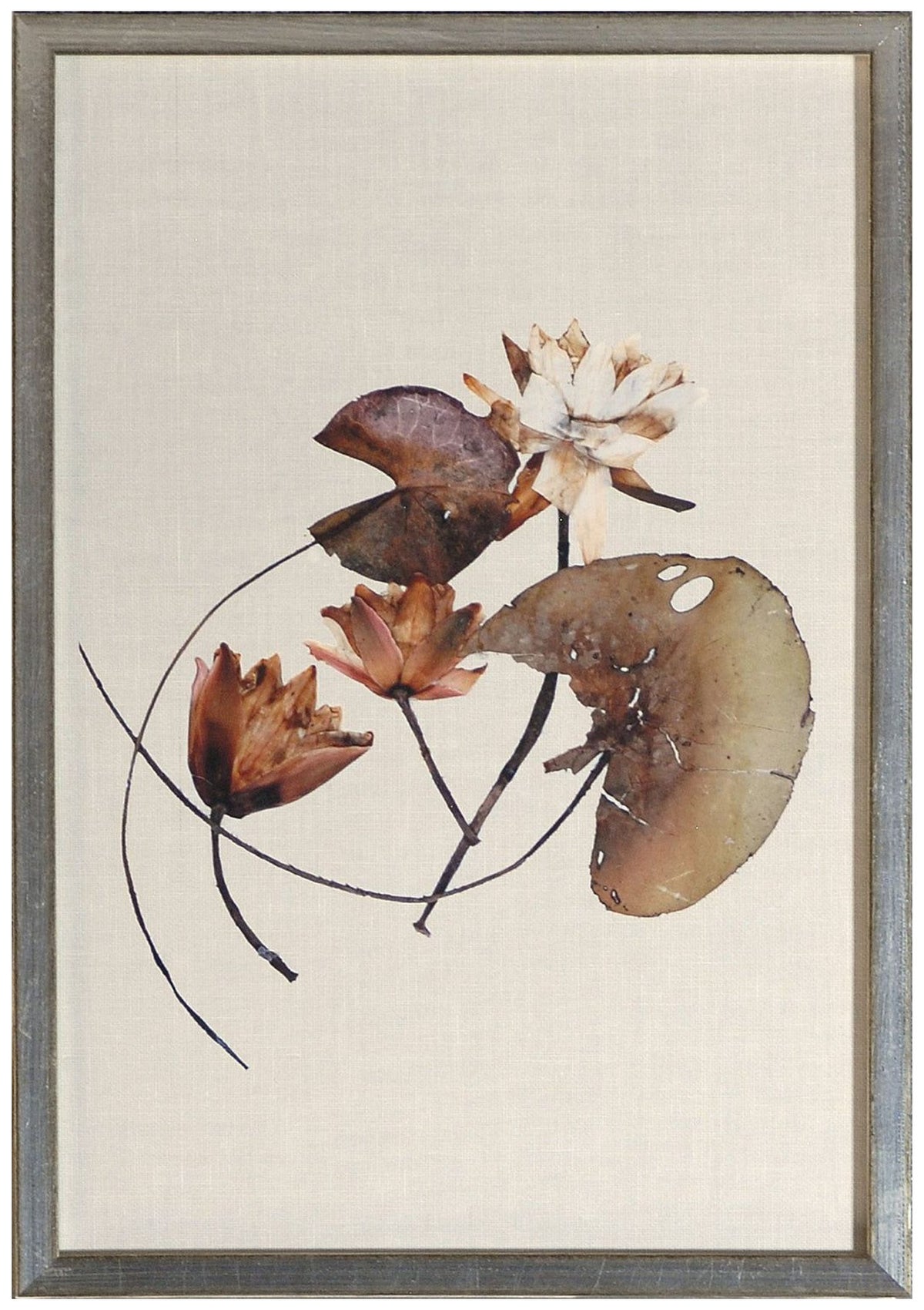 Herbarium Pressings IV