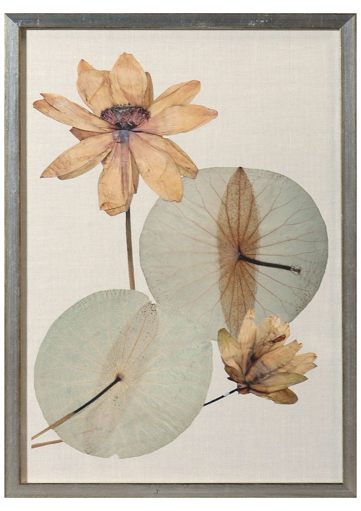 Herbarium Pressings V