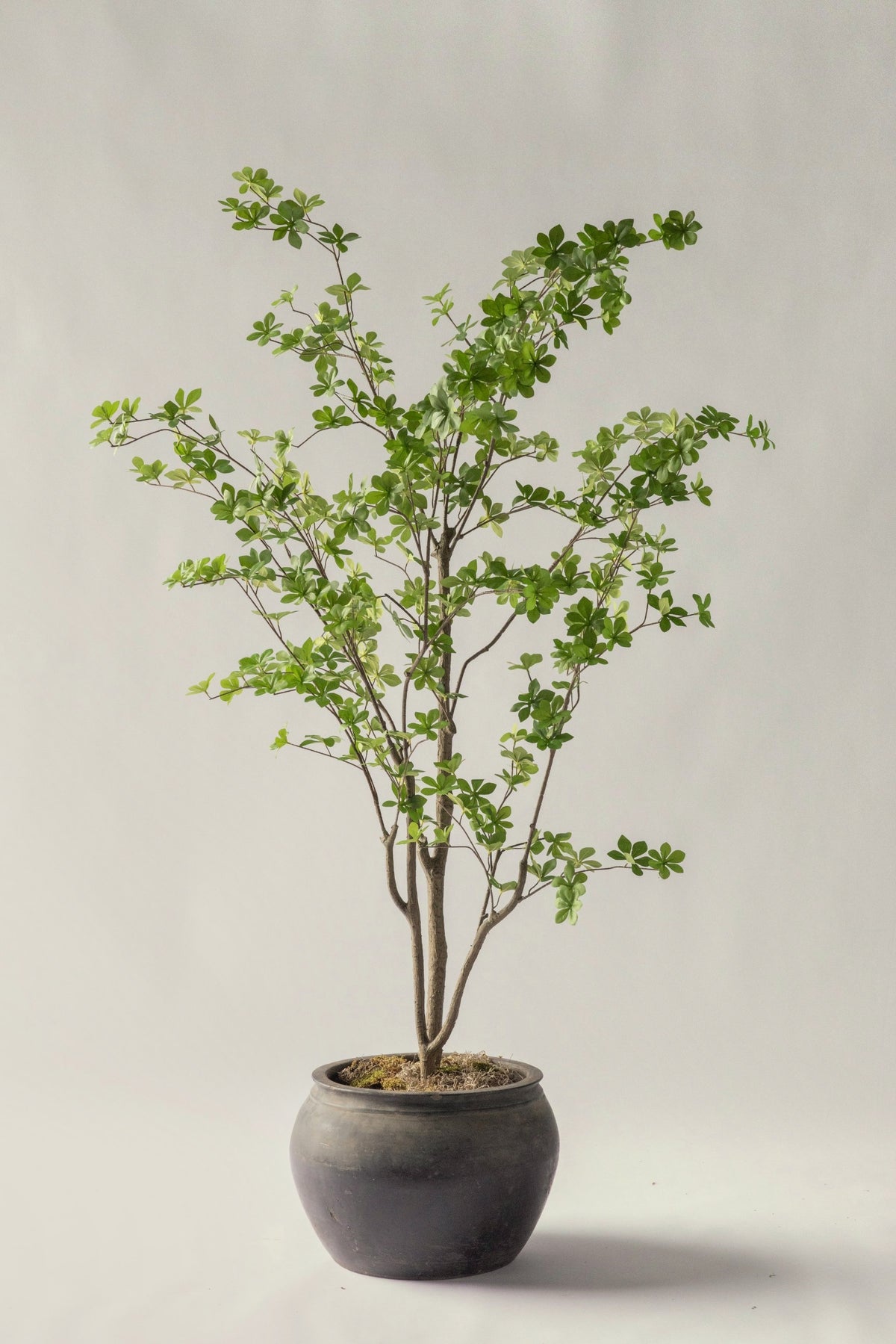 Mini Leaf Tree