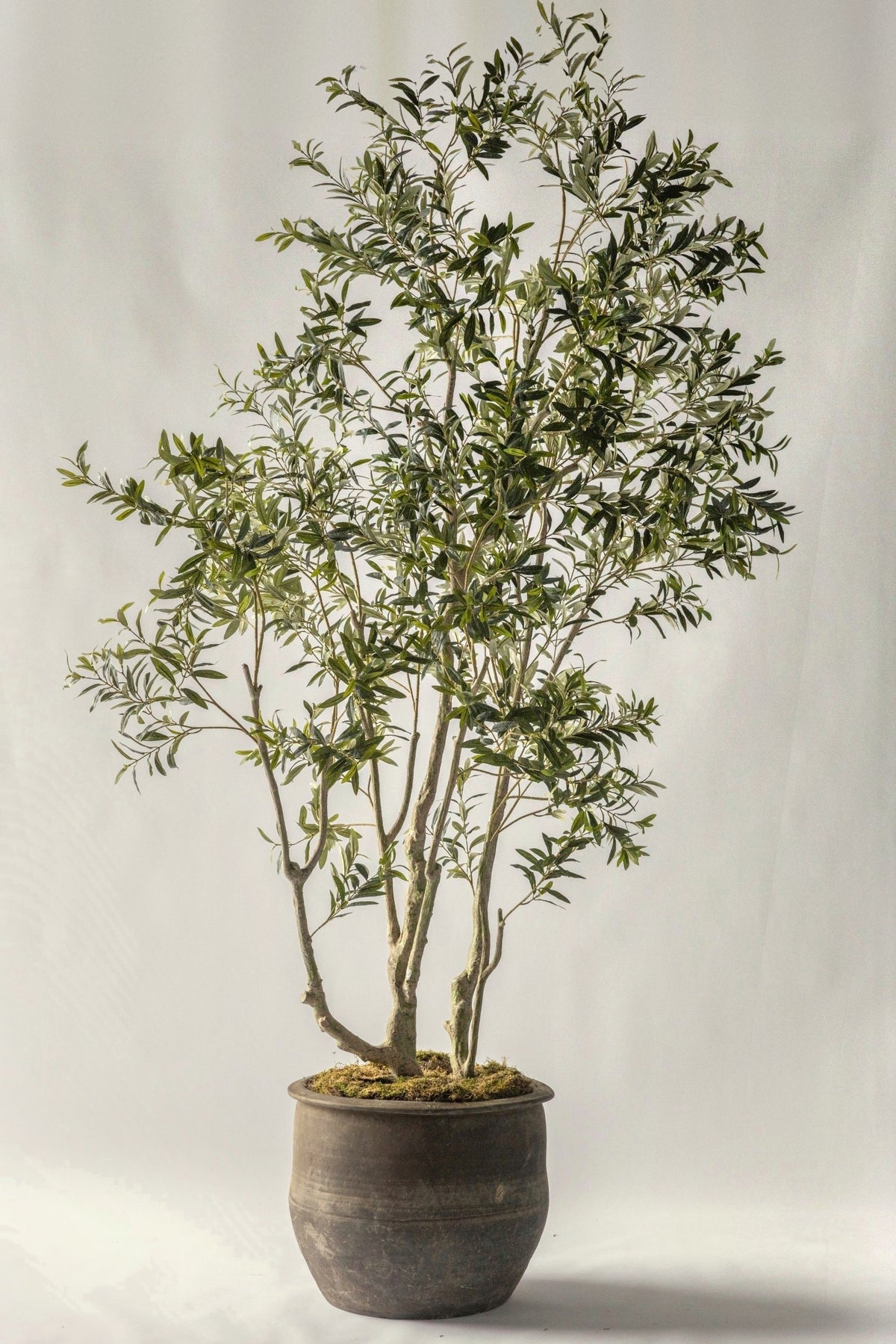 Olive Tree