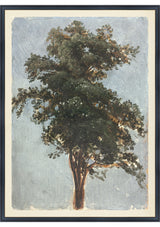Sassafras Vintage Tree